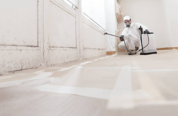 Black mold remediation team in Liverpool